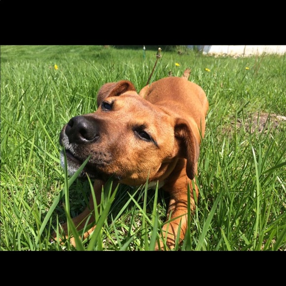 Meet your Posher, Sofia - Picture 1 of 1